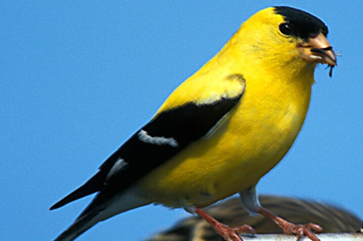 Feedin Finch