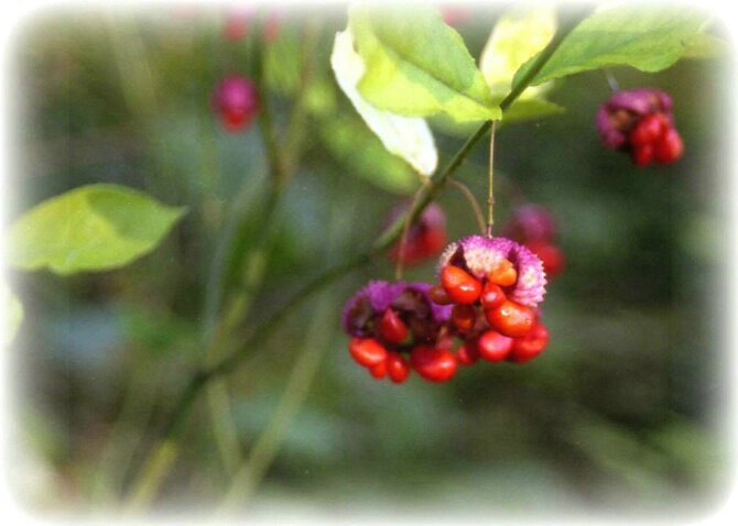 Berrys, Late evening at Chattanooga Nature Center