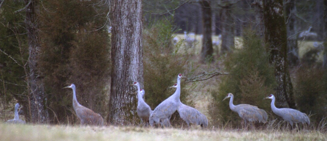 Sandhill Cranes