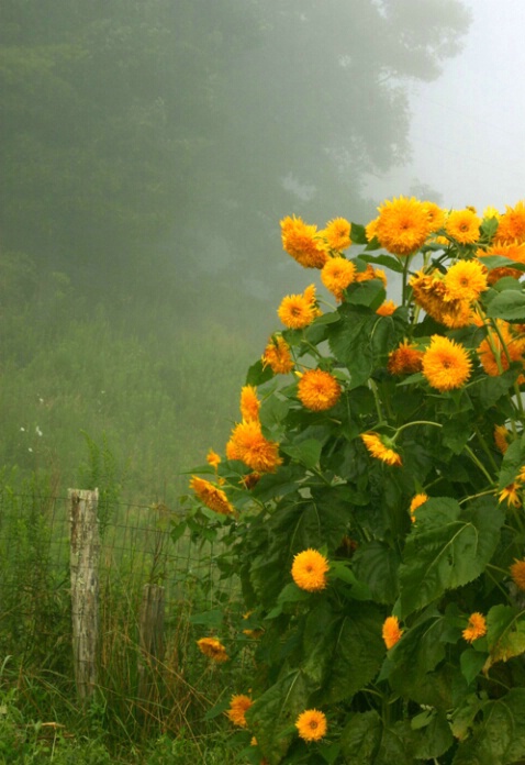 Sunflowers in the fog