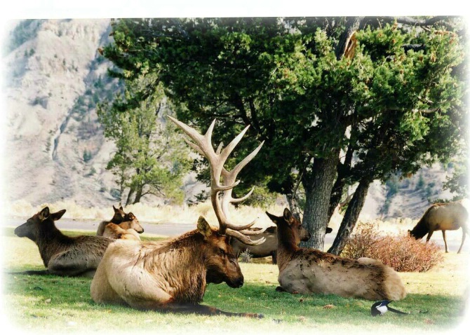 Elk