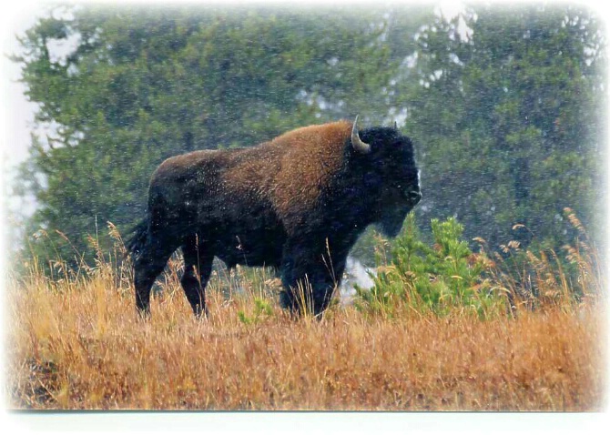 Bison on a Snowy Day