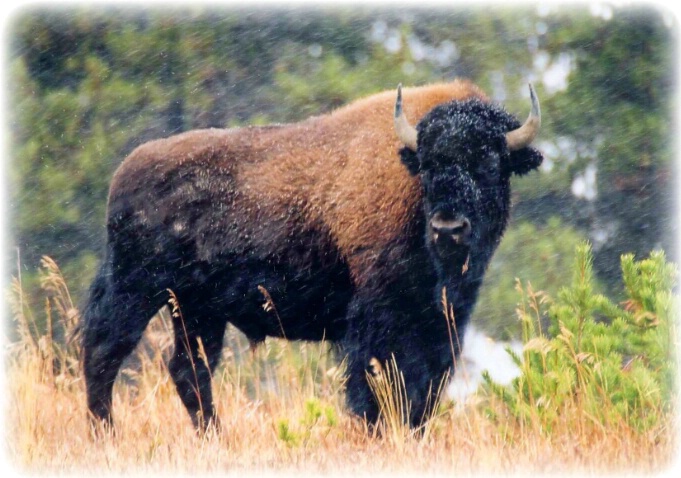 Snowy Buffalo