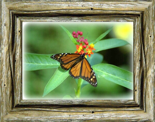 Butterfly Feast