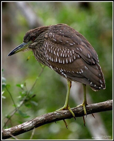 Juvenile Black Crowned Night Heron