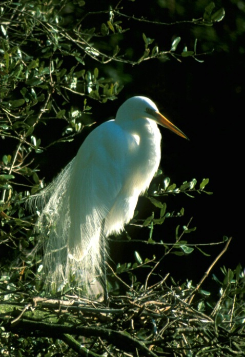 Heron on the hunt