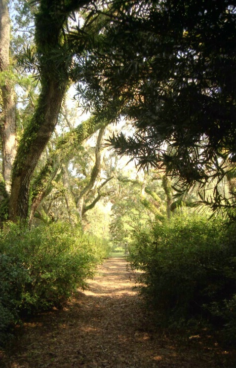 Eden Path