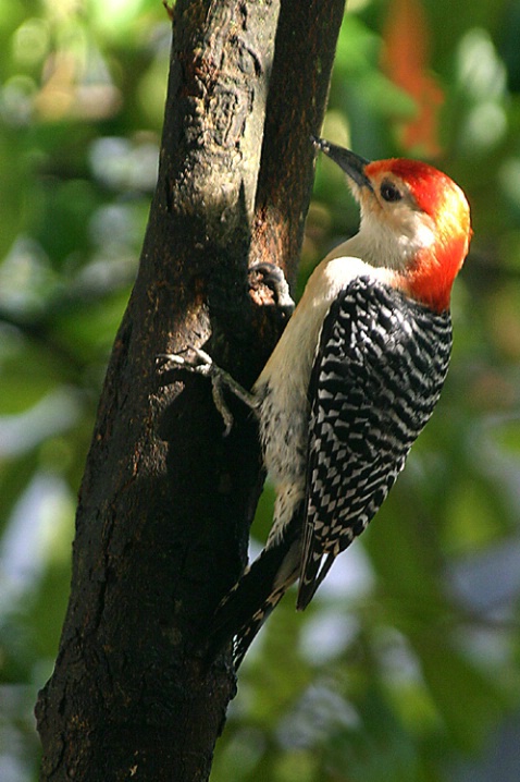 Redheaded Woodpecker