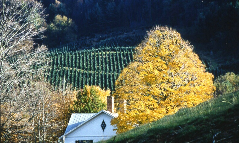 North Carolina Roof Top 