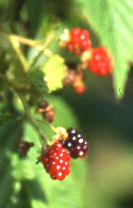 Blackberries