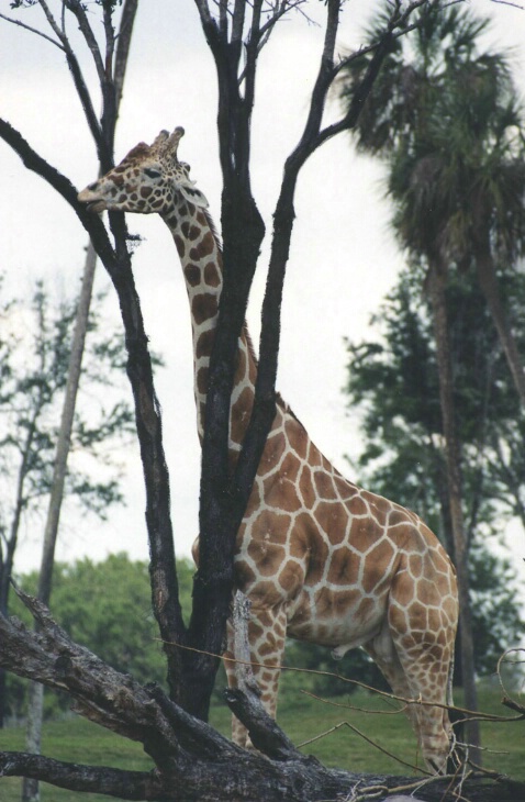 Giraffe