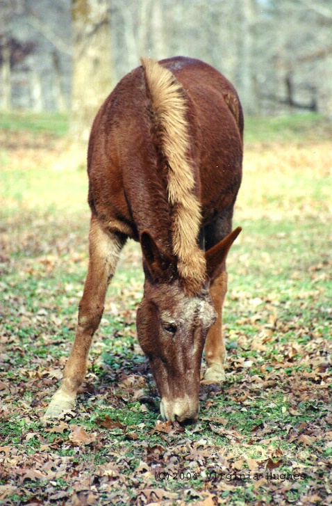 Old Grey Mule