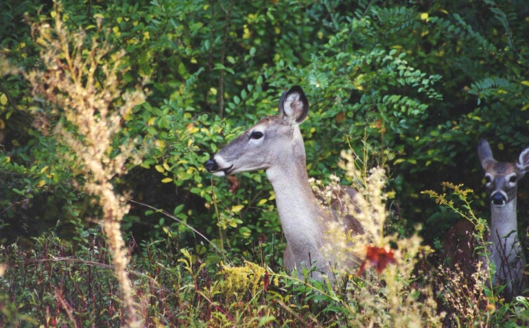 Deer Searching