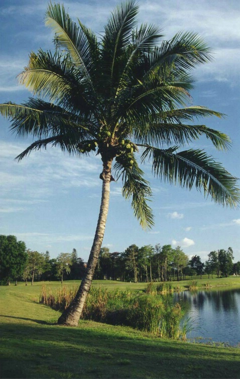 Picture Perfect Palm Tree