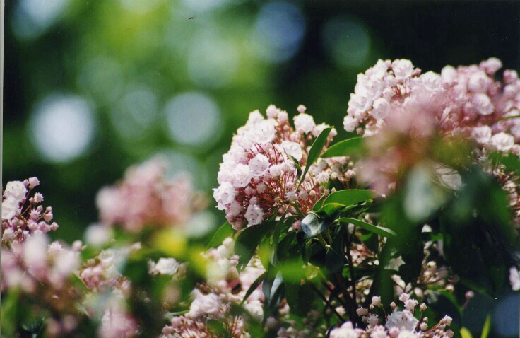 Mountain Laurel