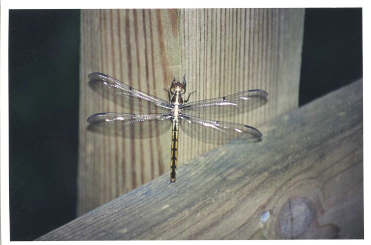 Dragonfly