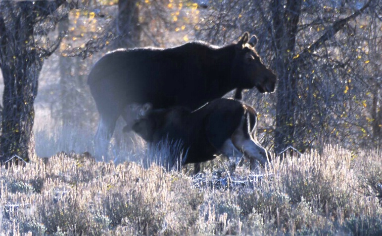 Moose Mom & Baby