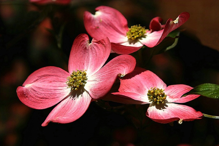 Pink Dogwood