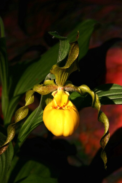 Yellow Lady Slipper..front view