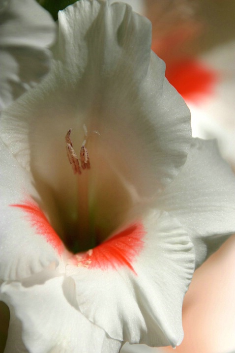 Gladiola....up close