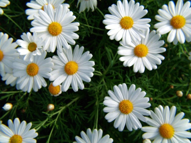 Daisies  A