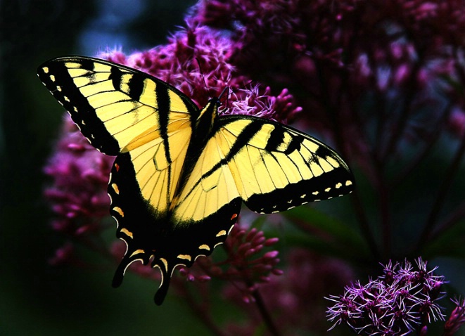 Swallowtail in pose