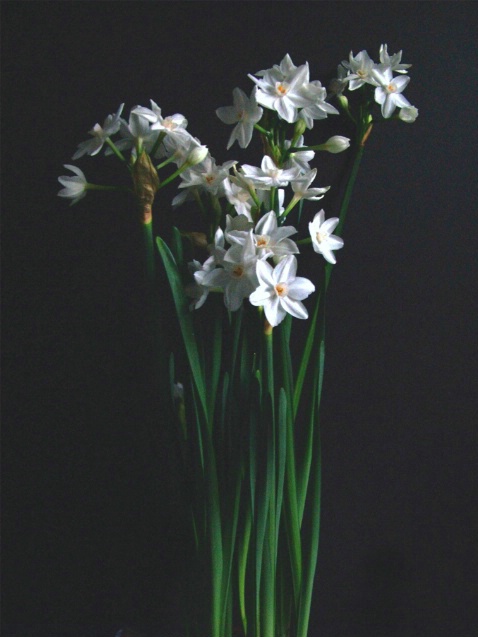 Paper Whites