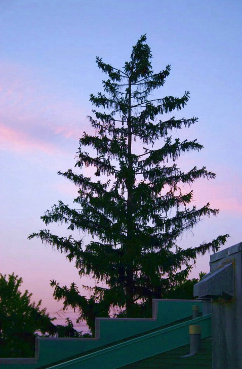 Tree by Twilight