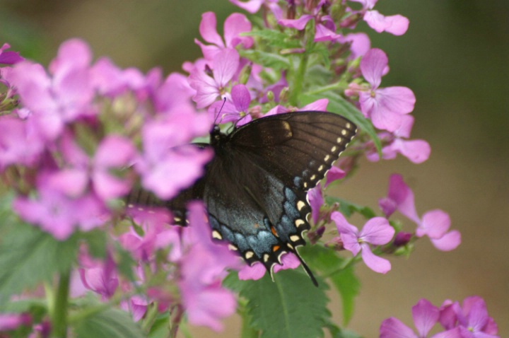 Purple & Black