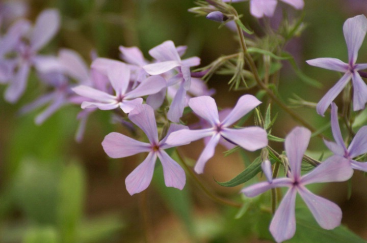 Perfect in Purple