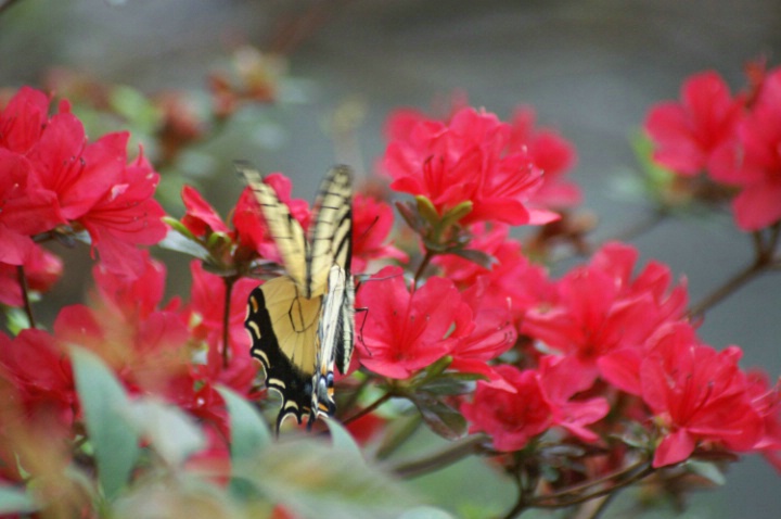 Yellow Butterfly