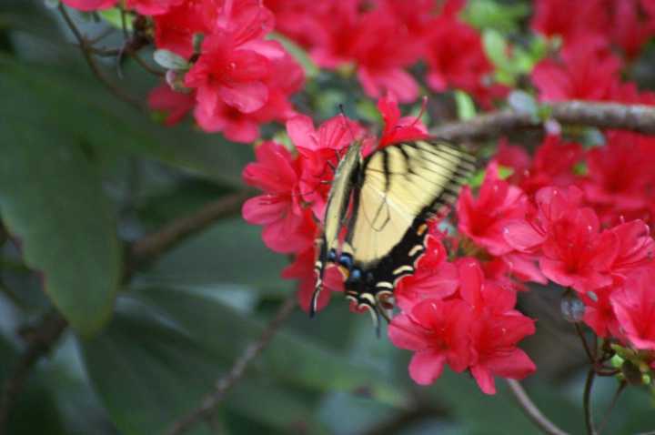 Yellow Butterfly in Red