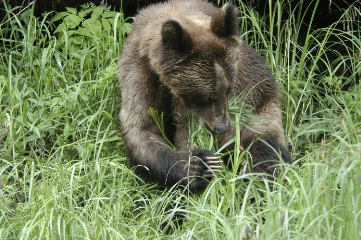 Grazing bear