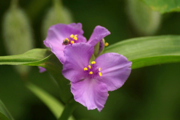 Purple Beauty