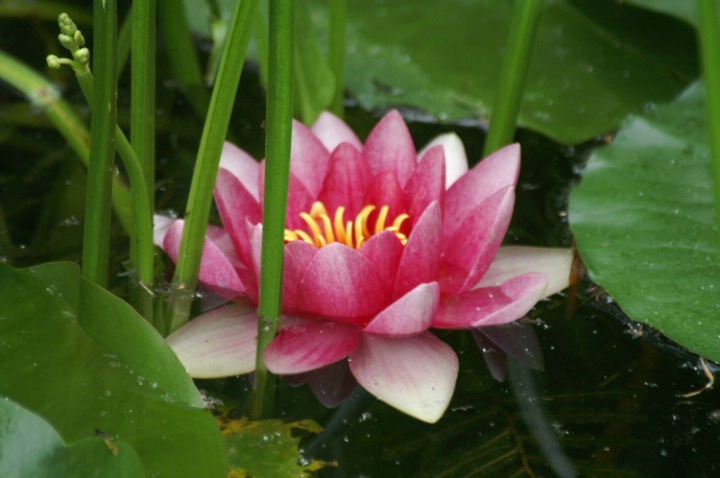 Pink Lilly