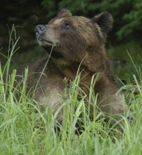 Young female grizzly