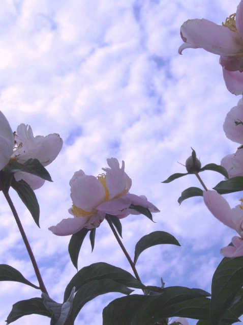 Peonies  Against  the  Sky