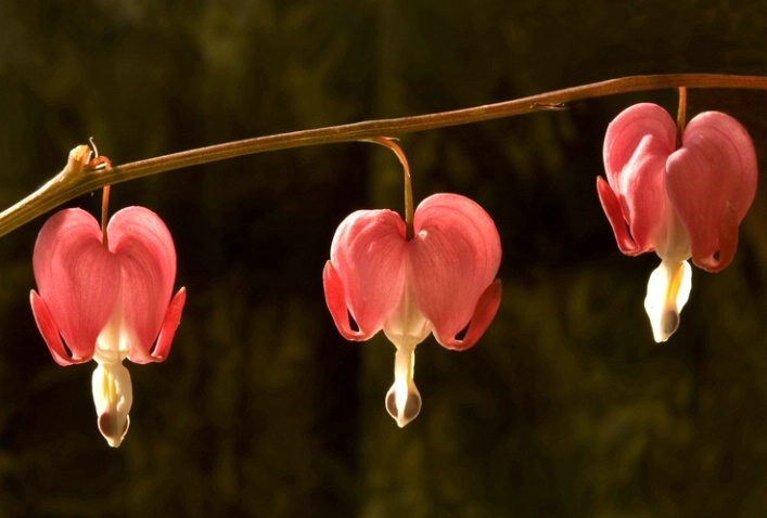 Bleeding Hearts