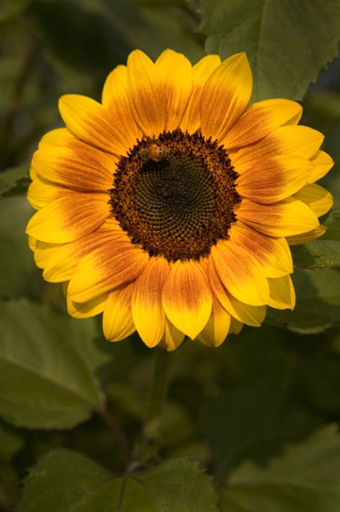 SUNFLOWER AND VISITOR