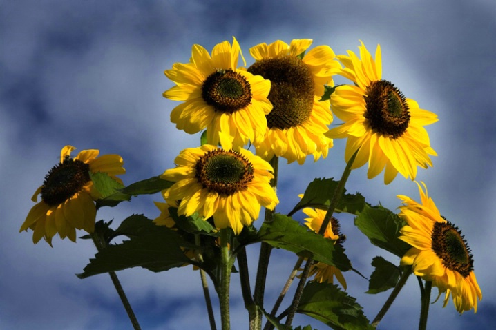 happy sunflowers