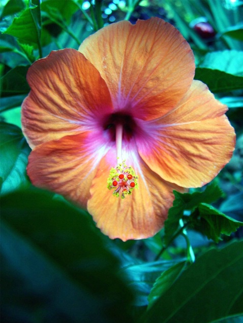 Hibiscus