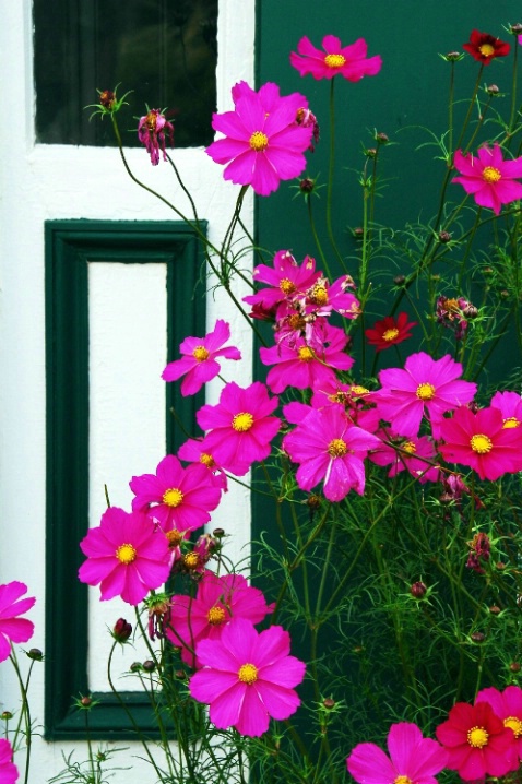 Green Gables Blooms