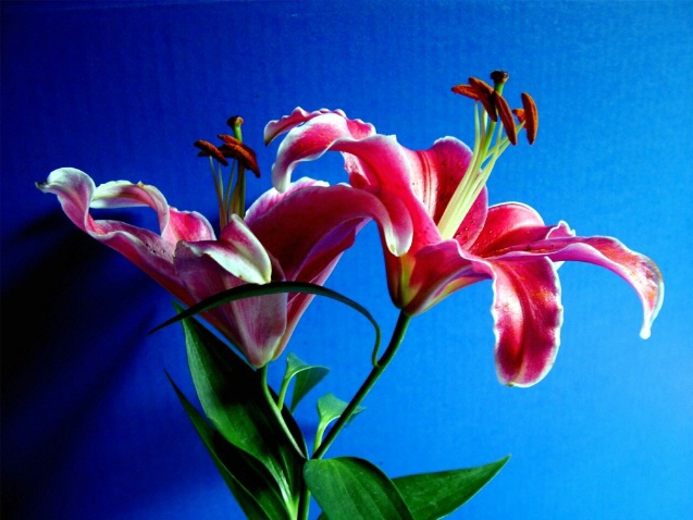 Lillies Against Blue