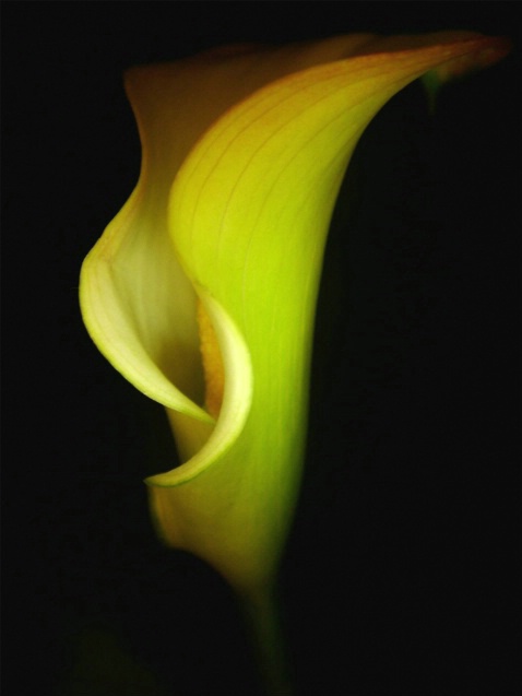 Yellow Calla Lilly