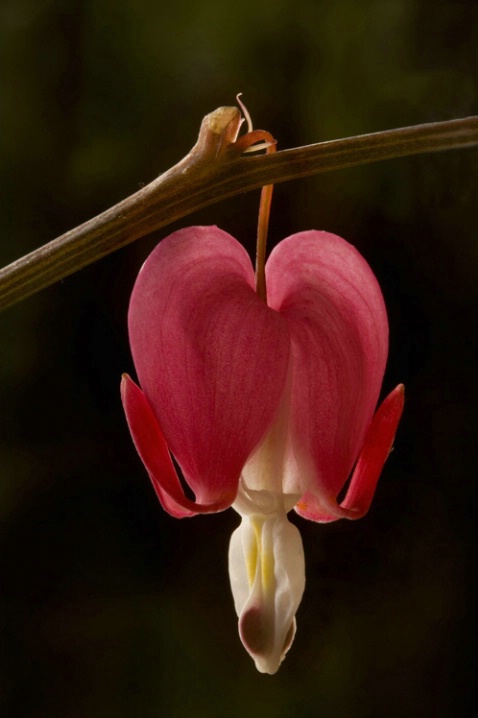 Bleeding Heart