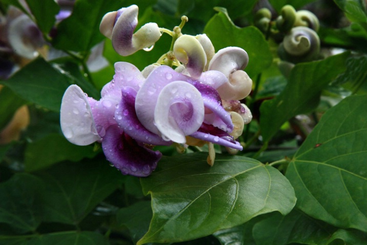 Snail Flower