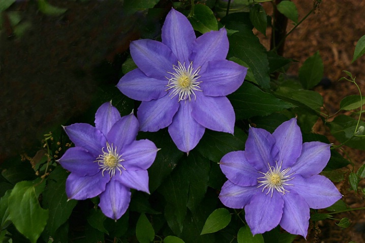 Clematis