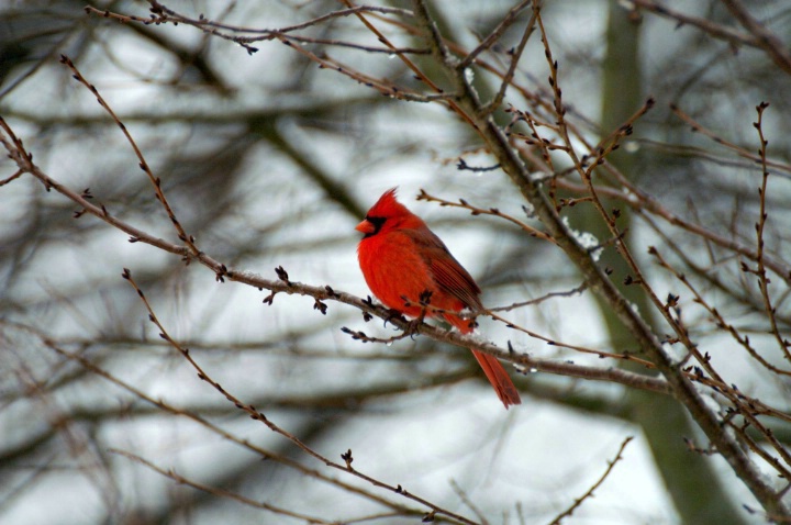 Red Bird