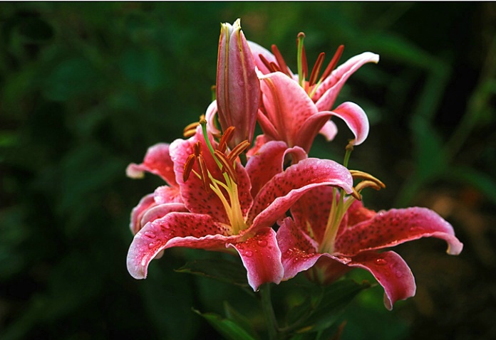 Stargazer lily