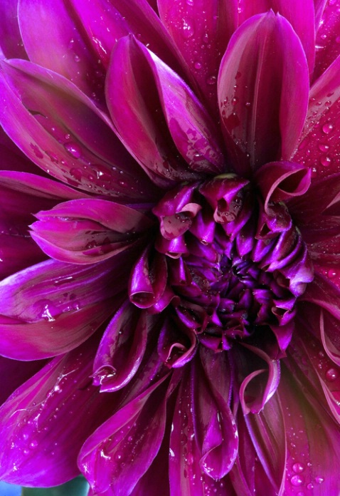 Dahlia,up close